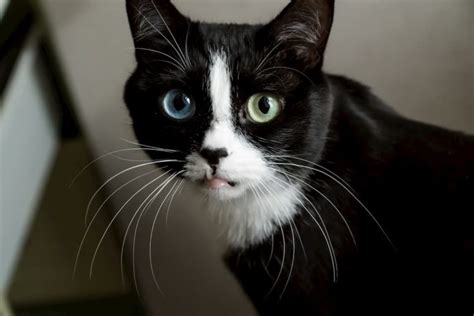 Can black cats have heterochromia? - PollyPets.com