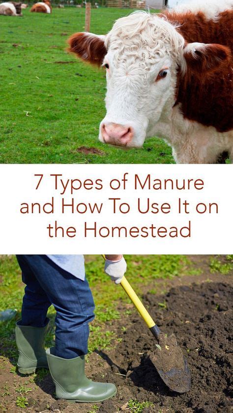 7 Types of Manure and How To Use It on the Homestead (With images) | Manure, Backyard farming ...