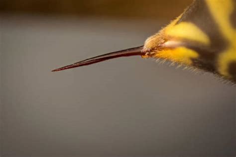 Bee Venom Therapy May Bring New Hope To Arthritis Patients - BEE VENOM.