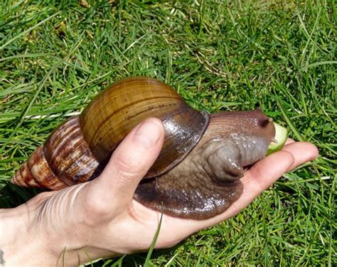 ellergy: THE WORLD'S LARGEST SNAIL