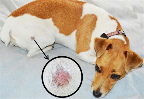 9 Common Dog Skin Problems with Pictures (Prevention and Treatment)