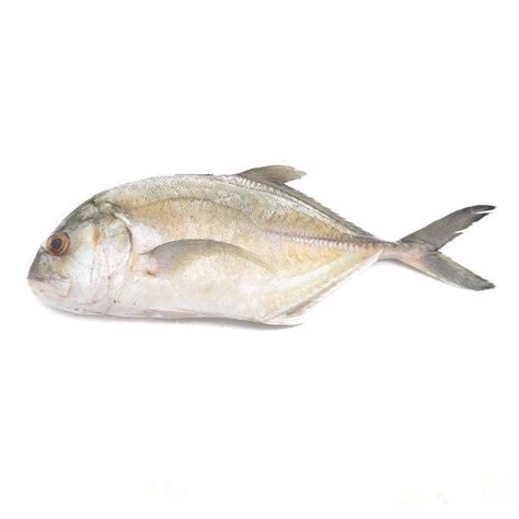 Ikan Nyok-Nyok | Bigeye trevally (1KG) - PasarHub - Online Fresh Market