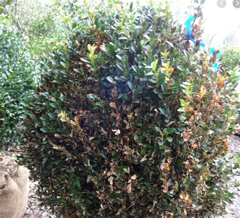 Treatment of boxwood blight in NC | The Triad Lawyer