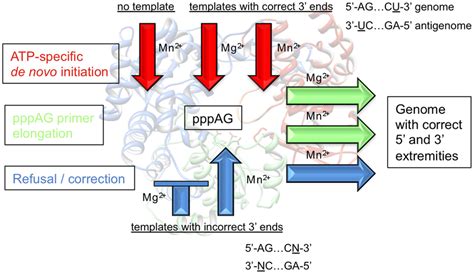 Dengue virus RdRp conserves the correct 5′- and 3′-ends of the... | Download Scientific Diagram