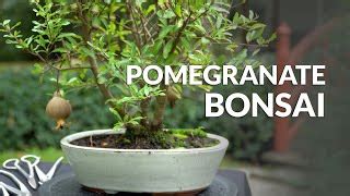 Care guide for Pomegranate Bonsai (Punica granatum) - Bonsai Empire