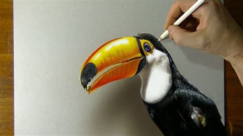 Speed Drawing: Toucan - 3D Art - YouTube