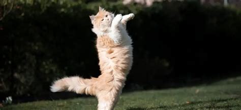 30 Cat Tricks To Teach Your Cat - Steps, Benefits, Tools & Tips