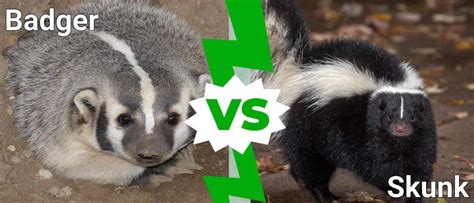 Badger Vs Skunk - IMP WORLD