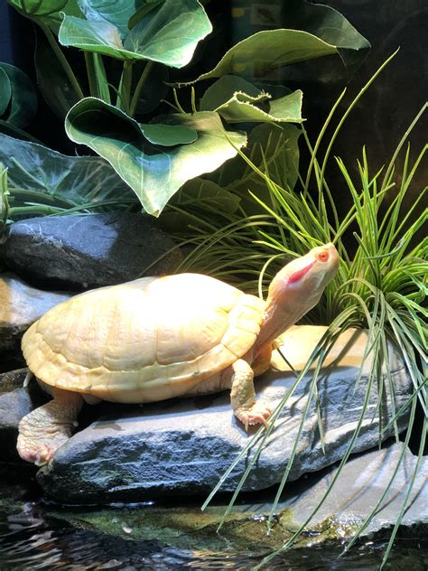 One of our Albino Red Ear Slider turtles Reptiles And Amphibians ...