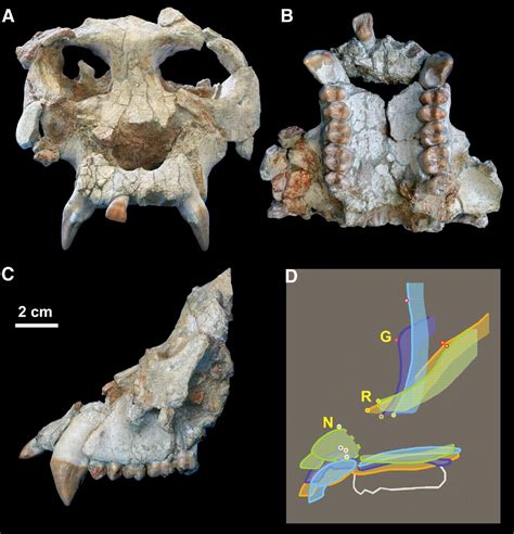 Pierolapithecus catalaunicus, a New Middle Miocene Great Ape from Spain ...