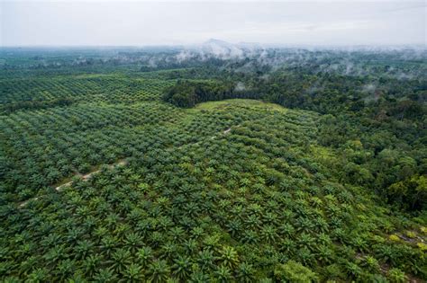 New map helps track palm-oil supply chains in Borneo | Center for ...