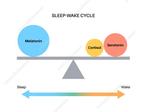 Sleep wake cycle, illustration - Stock Image - F036/1634 - Science Photo Library