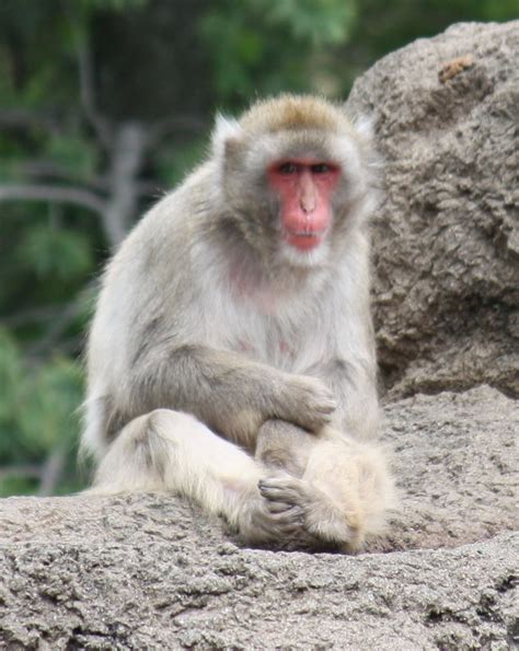 File:Japanese Macaque 0225.jpg - Wikimedia Commons