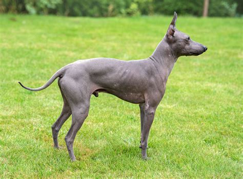 10 Best Hairless Dog Breeds