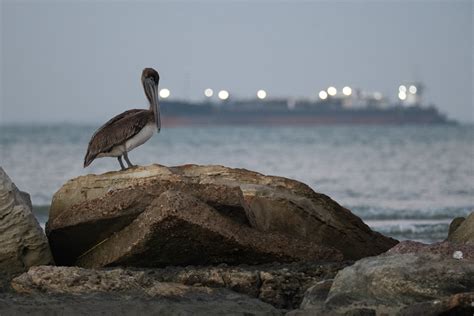 US maps out areas for 9.3GW offshore wind in Gulf of Mexico amid ...