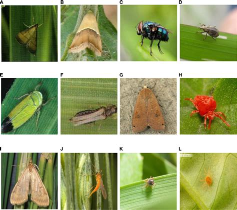 Frontiers | Crop pest image classification based on improved densely connected convolutional network