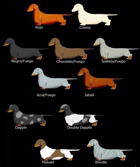 Dachshund Colour Chart Love My Dog, Puppy Love, Doxie Dogs, Weenie Dogs ...