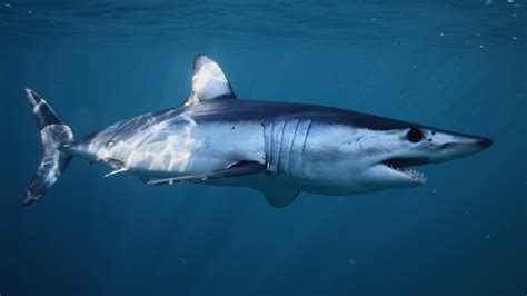 Mako Shark Jumps Into Boat And Mayhem Breaks Loose On Fishing Trip