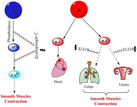 The mechanism of adrenergic receptors. A represent α-receptors and ...