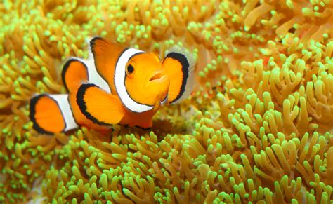 We’re Not Clowning Around! Our Favorite Orange Fish Is On The Decline