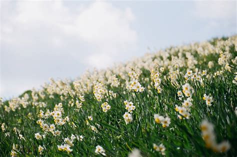 Narcissus: Blooming with Symbolism and Secrets - Petal Republic