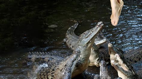 Nile Crocodile Attacks Human