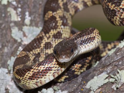 Texas Rat Snake | Alexandria Zoo