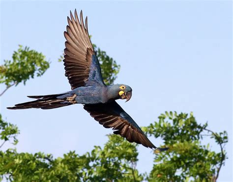 North east Brazil Macaw : Biological Science Picture Directory – Pulpbits.net