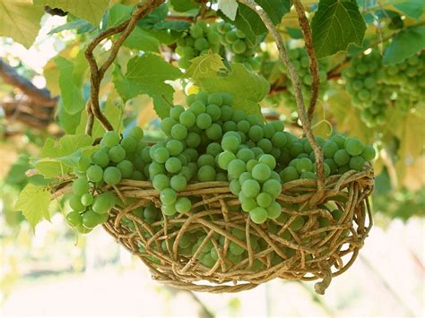 Health benefits of cute fruits: Grapes - Theayurveda