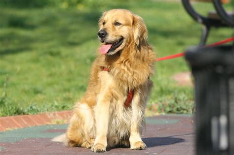 Golden Retrievers As Service Dogs (Training, Facts & Myths) – Golden Hearts