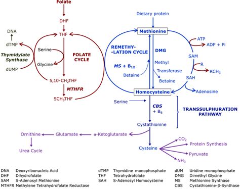 Folate Homocysteine Pathway | My XXX Hot Girl