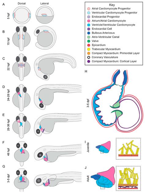 JCDD | Free Full-Text | Advances in the Study of Heart Development and Disease Using Zebrafish ...