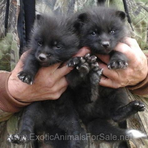 Silver fox pups for sale for Sale