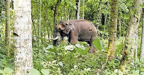 One more suspected 'cracker' killing of elephant surfaces in Kerala | Kerala News | English Manorama