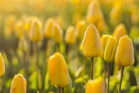 [ THÚ VỊ] Hoa Tulip Vàng | Loài hoa của may mắn và sự thịnh vượng