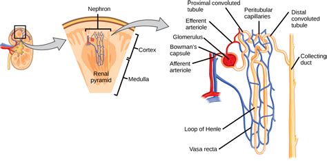 22.2. The Kidneys and Osmoregulatory Organs – Concepts of Biology – 1st ...