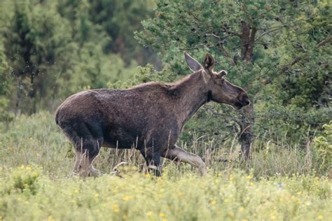 Nature Photography Tour - Capture Estonia Nature and Photography Tours