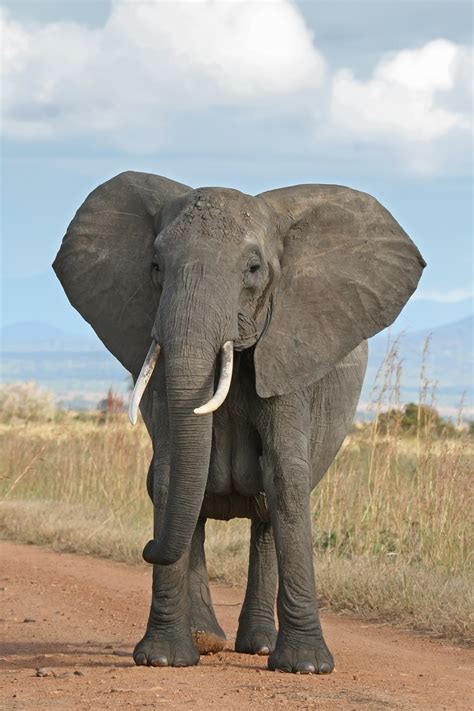 File:African Bush Elephant.jpg - Wikipedia