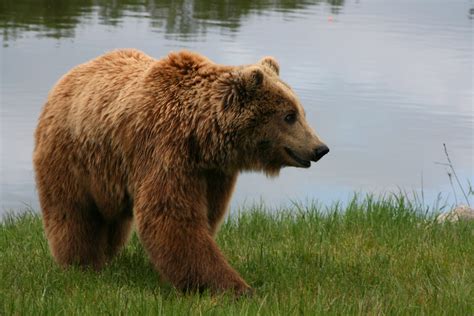 Fil:Brown bear (Ursus arctos arctos) smiling.jpg – Wikipedia