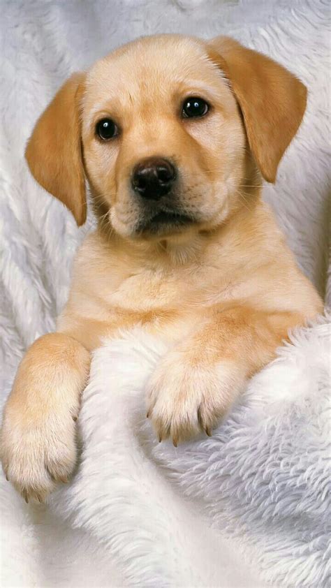 Pretty Dogs Wallpapers - Wallpaper Cave