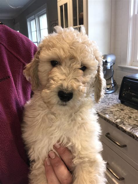 Goldendoodle Puppies For Sale | Apex, NC #287828 | Petzlover