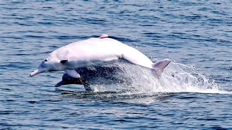 The Indo-Pacific humpback dolphin 中华白海豚_EYESHENZHEN