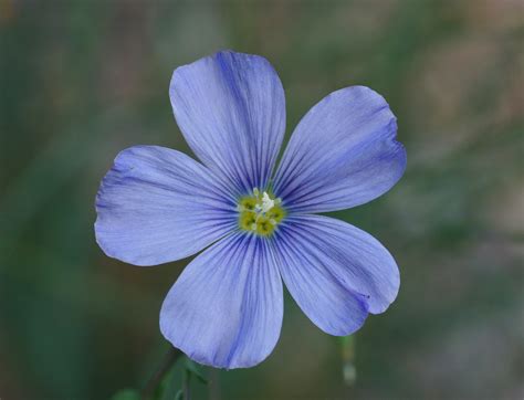 Flax Growing – Women's Land Army.co.uk