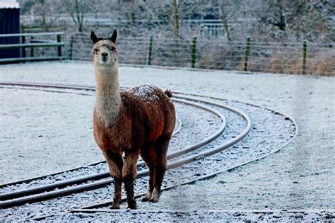 The best pictures from across Wales as nation enjoys snow day - Wales ...