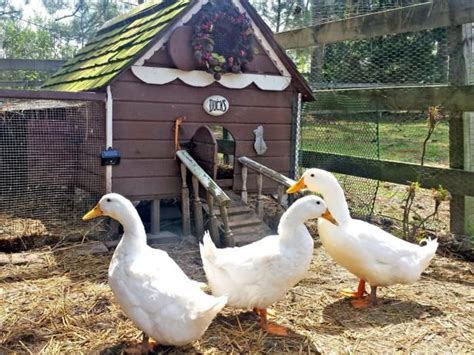 A Guide to Duck Houses : HGTV Gardens | Backyard ducks, Duck house, Raising ducks