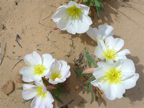 30 Mojave Desert Wildflowers: Oenothera Californica