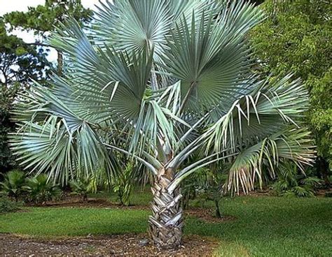 Palm Tree Varieties Common and Latin Names | Florida palm trees ...