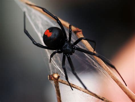 Top 10 most dangerous Australian spiders - Australian Geographic