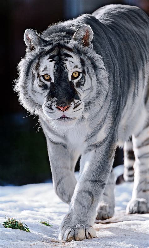 An artist's rendering of a Maltese tiger, with the grey hue characteristic of other "blue ...