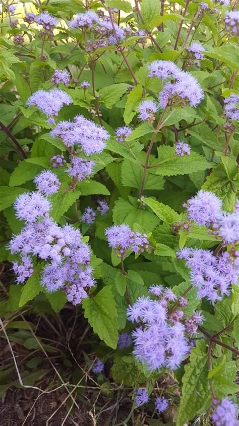 Mist flower wild ageratum blue boneset – Artofit